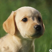 Bun Di Naira of Enchanted Garden © Working Golden Retriever of Enchanted Garden